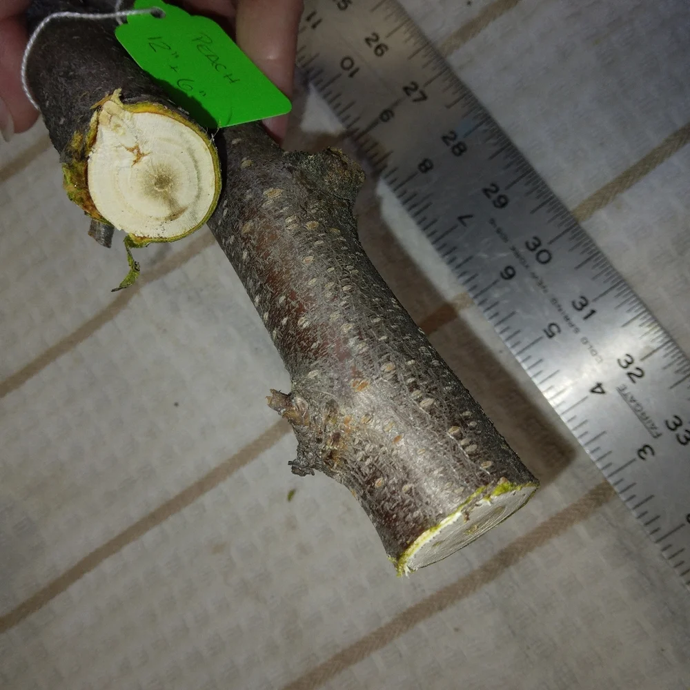 Peach Tree Branches for Crafting Isopods Reptiles Terarrium Jararrium Vivarium